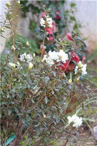 ef8172b8-IMG_8402 rododendron.jpg